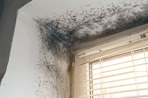 Trusted Black Mold Removal service in Hudson, MA - Cheap Mold Removal