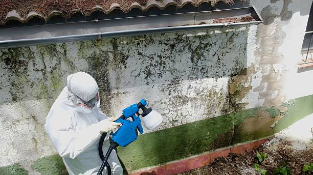 Trusted Mold Removal service in Hudson, MA - Cheap Mold Removal